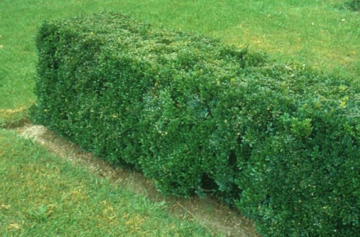 Plant photo of: Buxus sempervirens