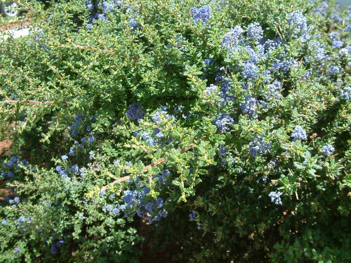 Plant photo of: Ceanothus impressus