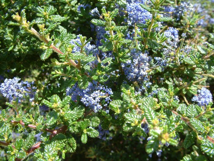 Plant photo of: Ceanothus impressus