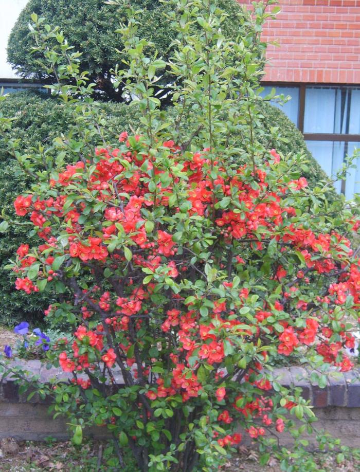 Plant photo of: Chaenomeles speciosa