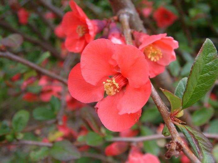 Plant photo of: Chaenomeles speciosa