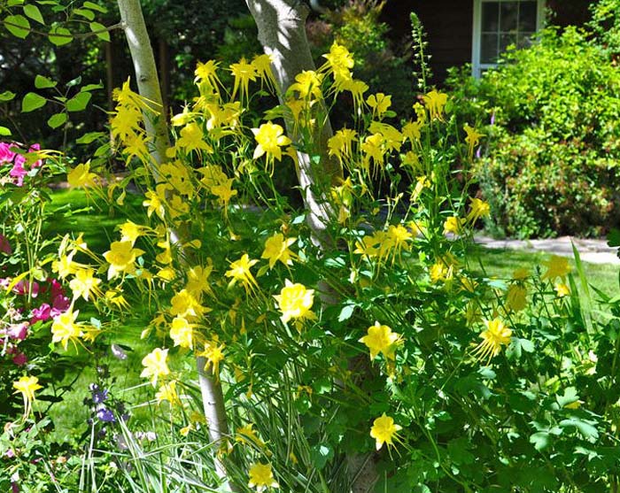 Plant photo of: Aquilegia chrysantha