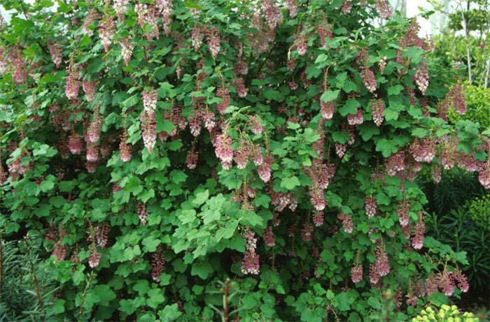 Plant photo of: Ribes sanguineum glutinosum