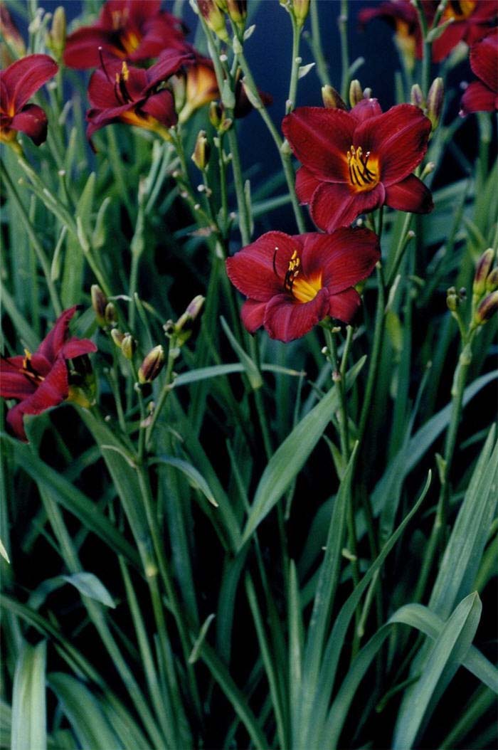 Plant photo of: Hemerocallis 'Frankly Scarlet'