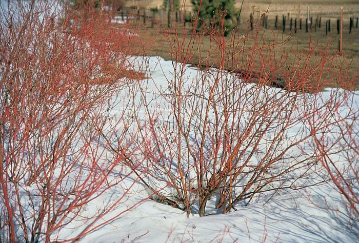 Plant photo of: Cornus sericea