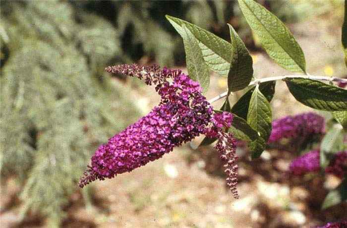 Plant photo of: Buddleja davidii