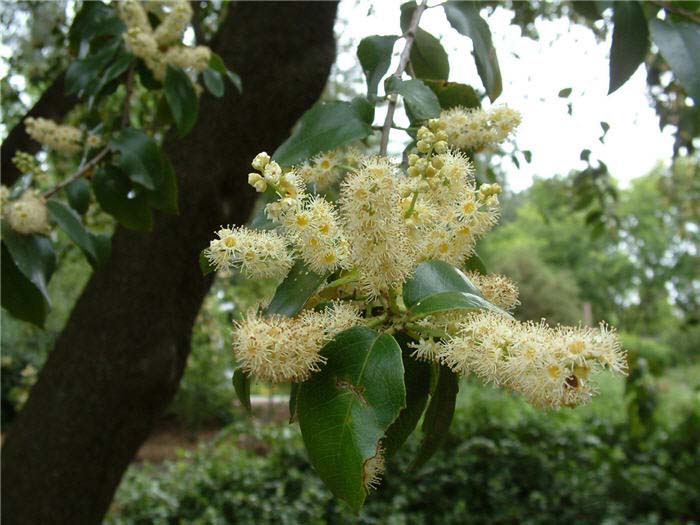 Plant photo of: Prunus ilicifolia ssp. lyonii