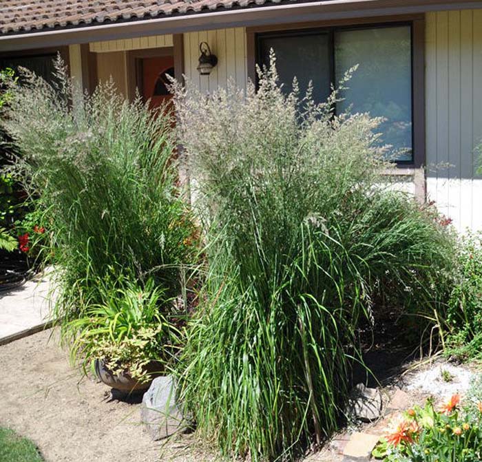 Plant photo of: Calamagrostis X acutiflora 'Karl Foerste