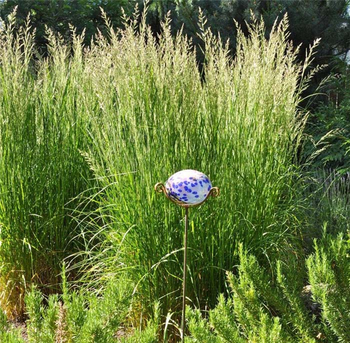 Plant photo of: Calamagrostis X acutiflora 'Karl Foerste