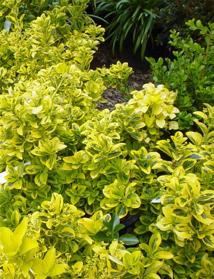 Plant photo of: Euonymus japonica 'Aureo Variegatus'