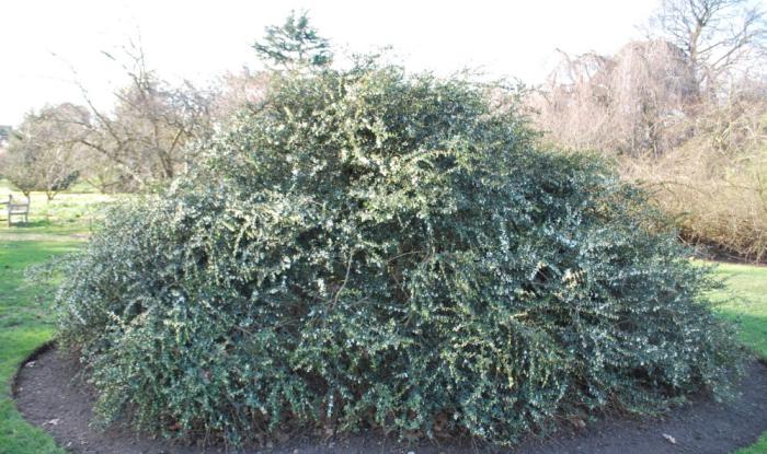 Plant photo of: Osmanthus delavayi