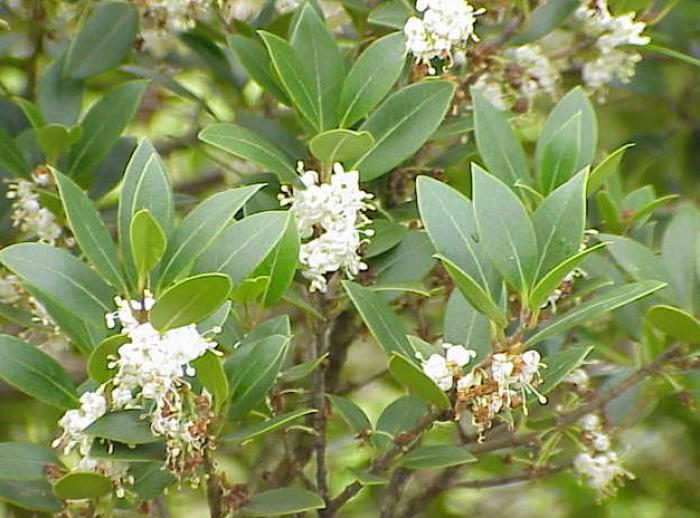 Plant photo of: Osmanthus heterophyllus