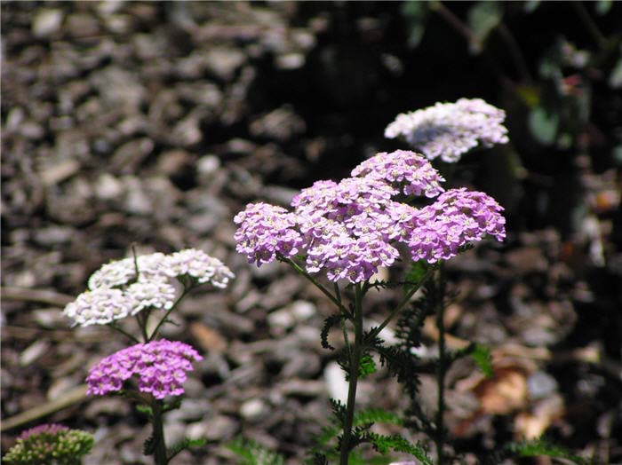 Plant photo of: Achillea millefolium 'Rosea'