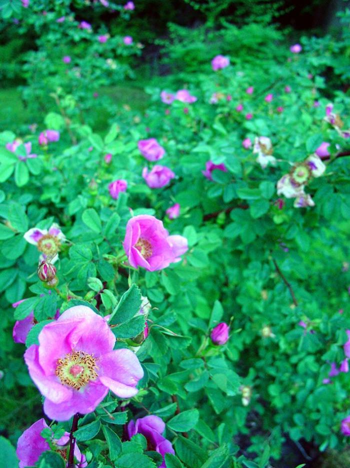 Plant photo of: Rosa nootkana