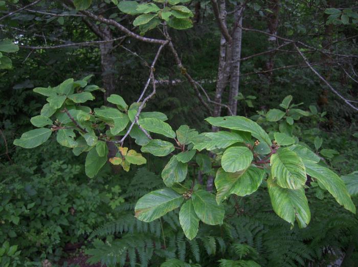 Plant photo of: Rhamnus purshiana