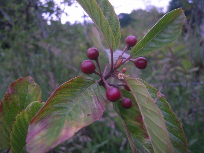 Plant photo of: Rhamnus purshiana