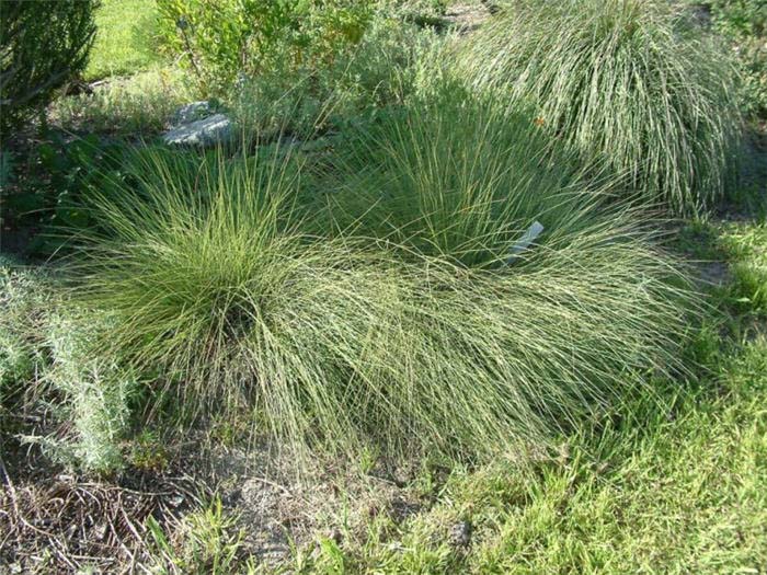 Plant photo of: Muhlenbergia capillaris