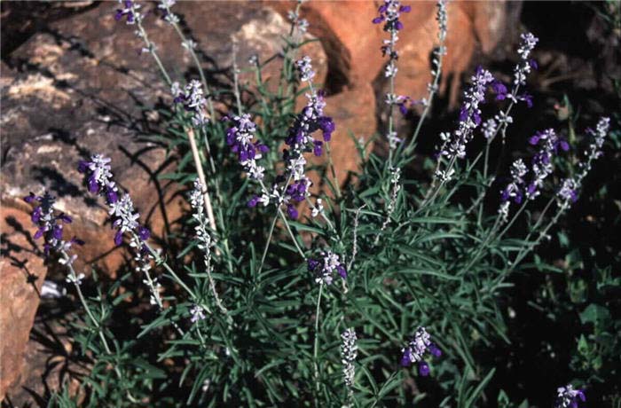 Plant photo of: Salvia farinacea 'Texas Violet'