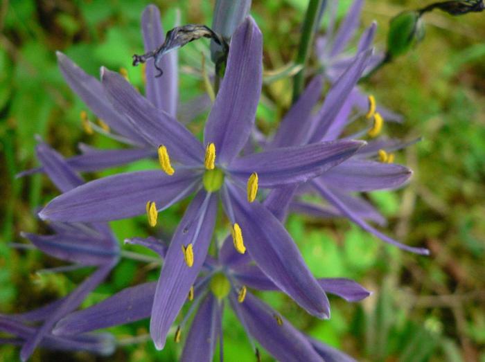 Plant photo of: Camassia spp.