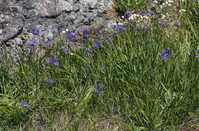 Plant photo of: Camassia spp.