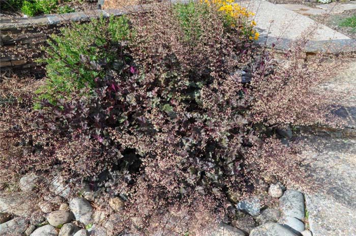 Plant photo of: Heuchera americana 'Chocolate Veil'