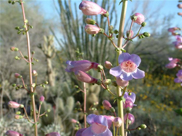 Plant photo of: Penstemon spectabilis