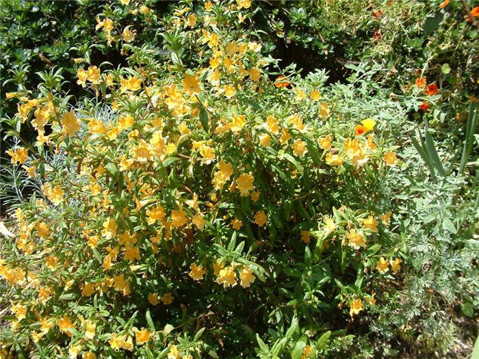 Plant photo of: Mimulus aurantiacus