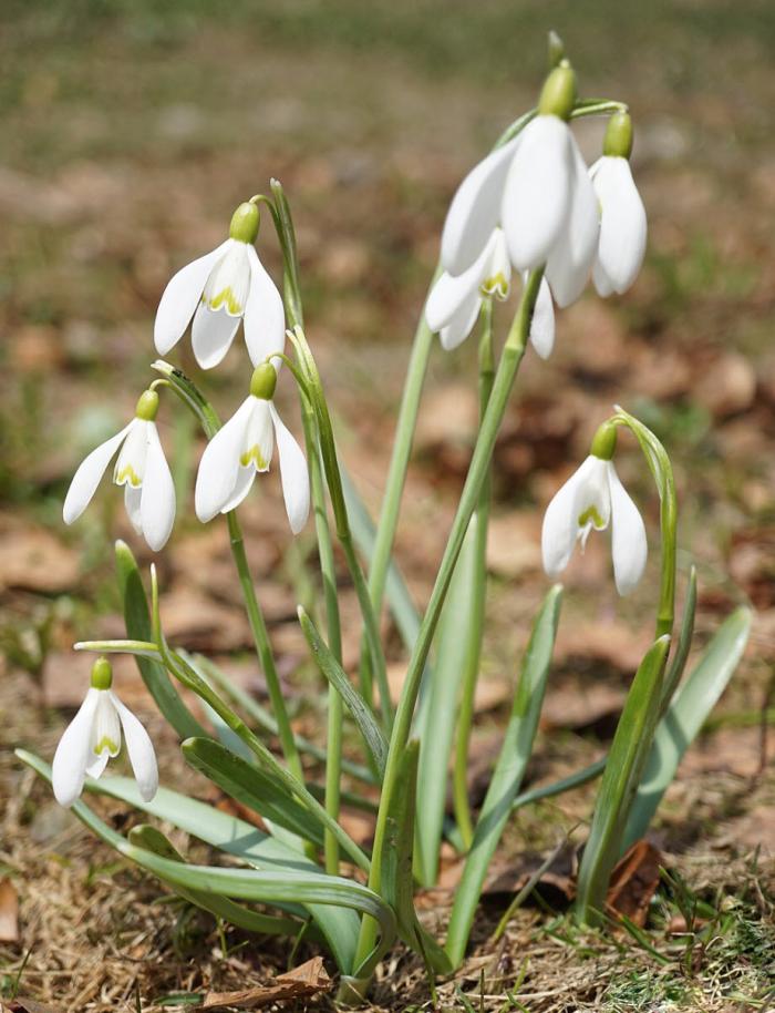 Plant photo of: Galanthus nivalis