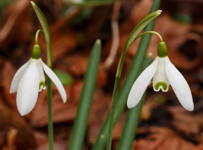 Plant photo of: Galanthus nivalis