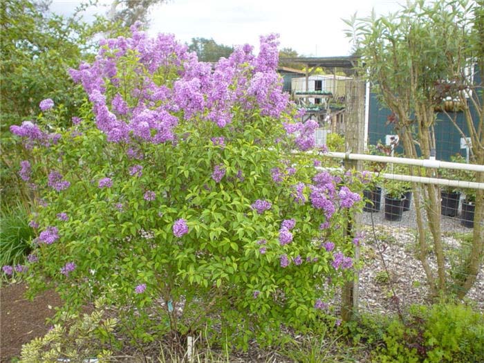 Plant photo of: Syringa X chinensis