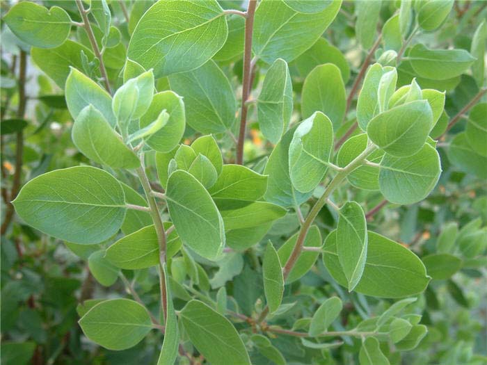 Plant photo of: Arctostaphylos manzanita 'Dr. Hurd'