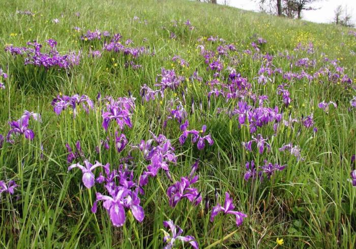 Plant photo of: Iris tenax