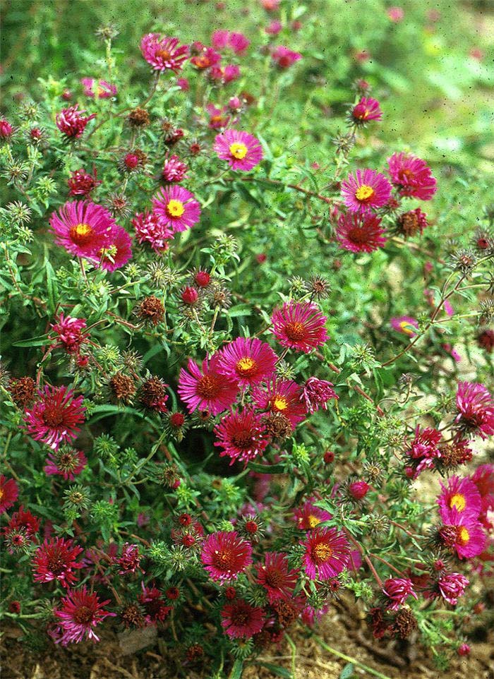 Plant photo of: Aster novae-angliae 'September Ruby'