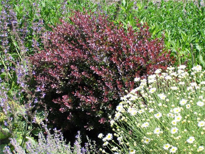 Plant photo of: Berberis thunbergii 'Royal Burgundy'