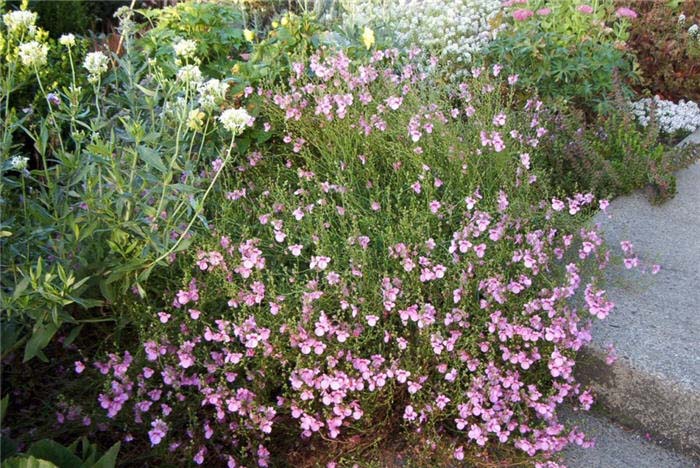 Plant photo of: Diascia hybrids