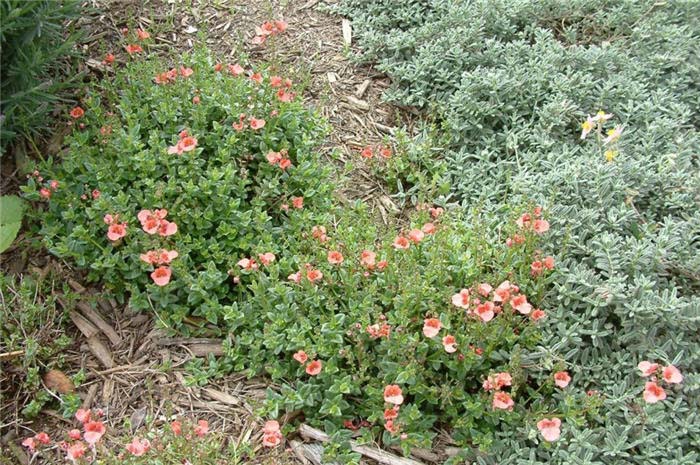 Plant photo of: Diascia hybrids