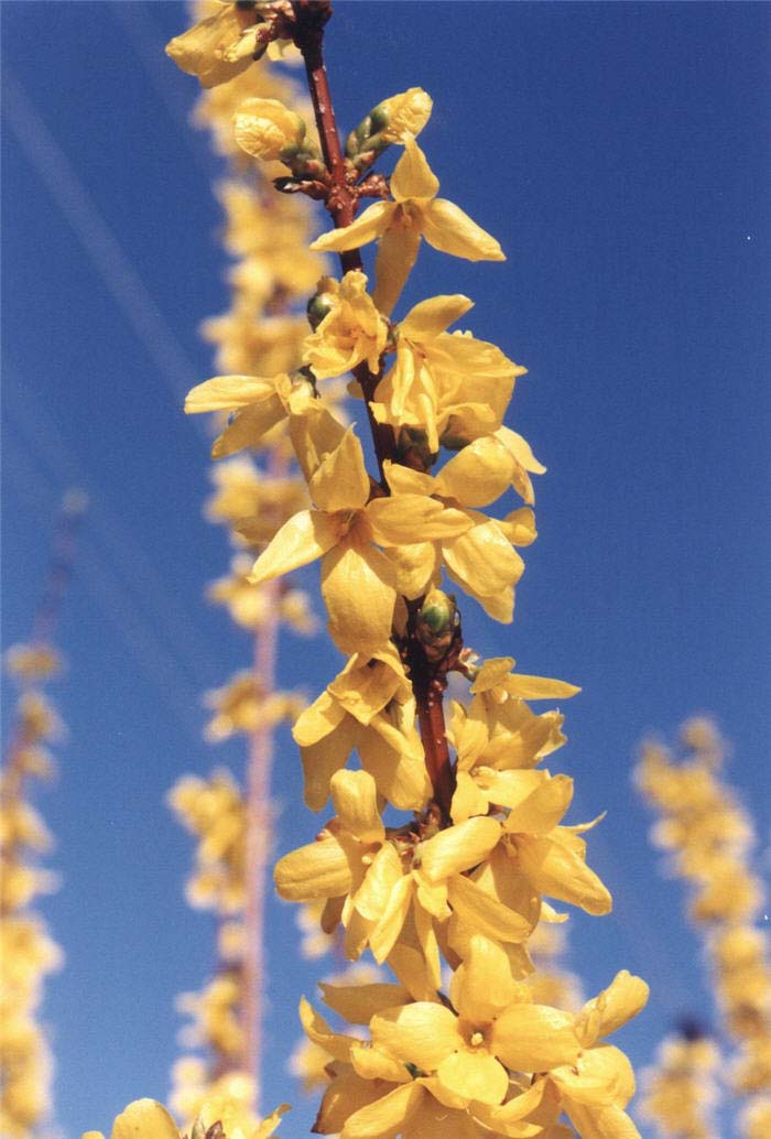 Plant photo of: Forsythia X intermedia 'Spring Glory'