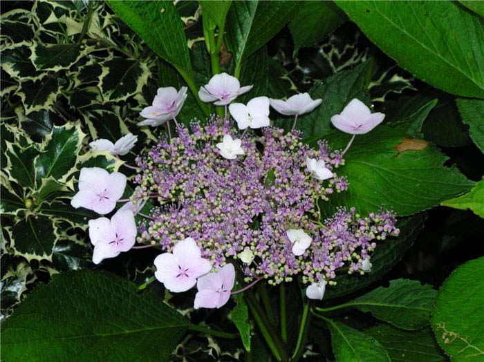 Plant photo of: Hydrangea macrophylla 'Lacecap'