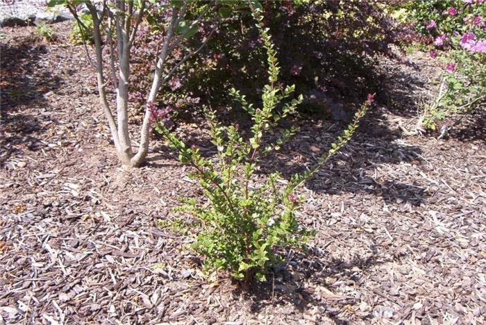 Plant photo of: Lonicera nitida 'Red Tip'