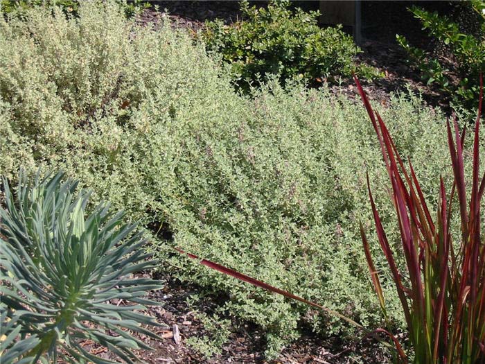 Plant photo of: Thymus 'Silver Posey'