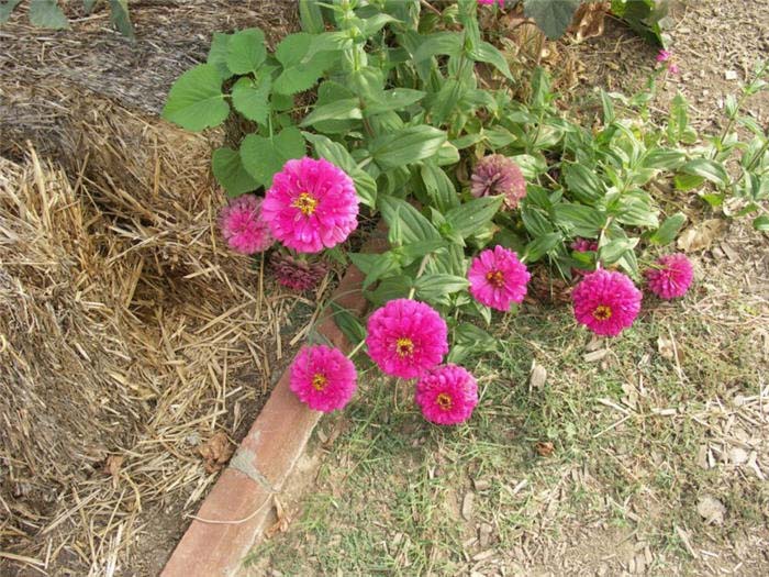 Plant photo of: Zinnia elegans (Profusion Series)