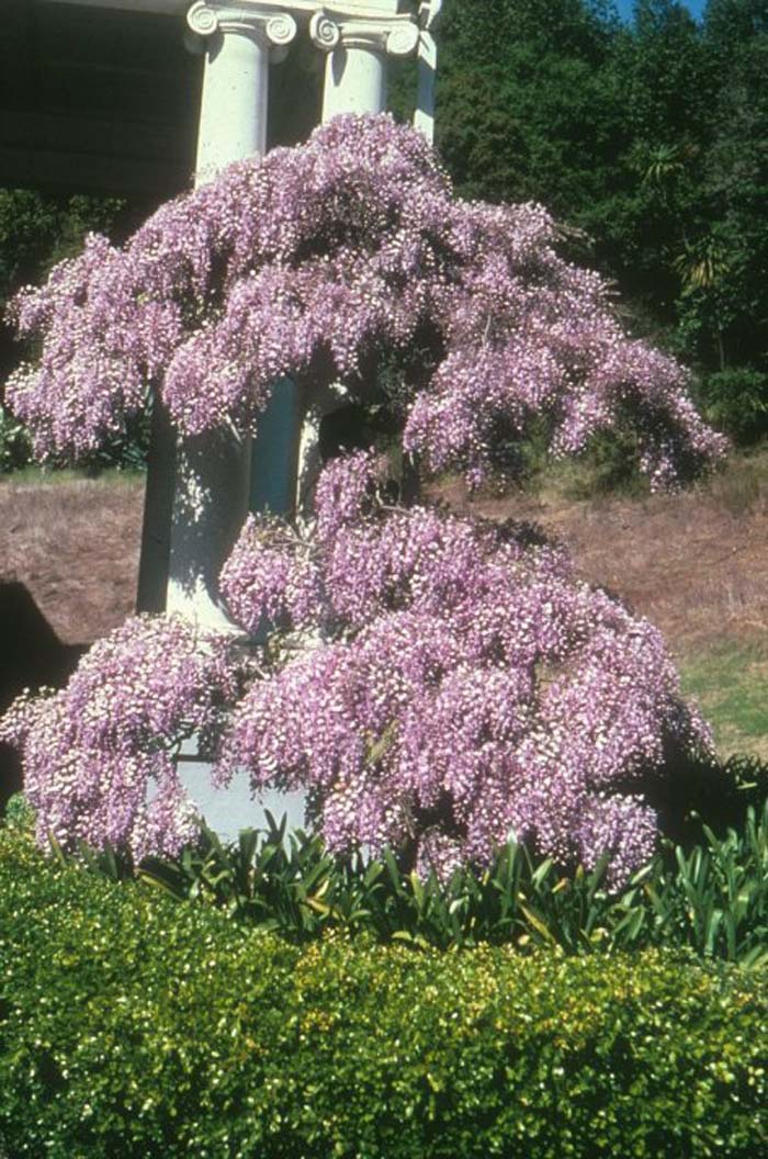 Plant photo of: Wisteria sinensis