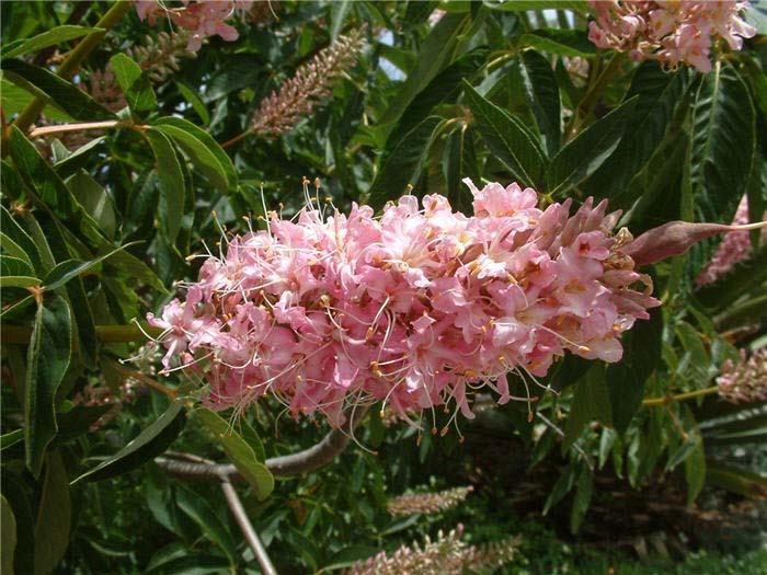 Plant photo of: Aesculus californica 'Canyon Pink'