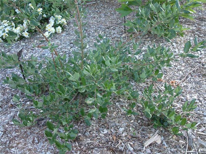 Plant photo of: Garrya elliptica 'James Roof'