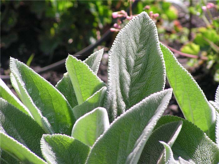 Plant photo of: Stachys byzantina 'Helene von Stein'