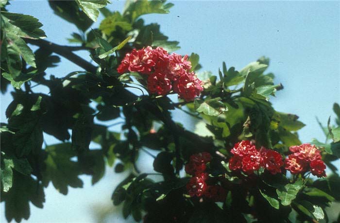 Plant photo of: Crataegus laevigata 'Paul's Scarlet'