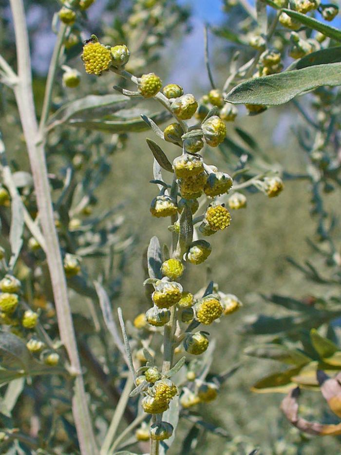 Plant photo of: Artemisia absinthium