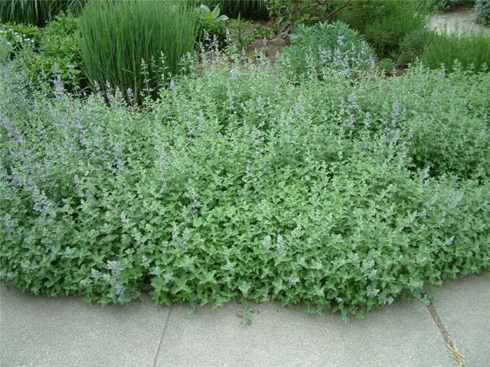 Plant photo of: Nepeta racemosa