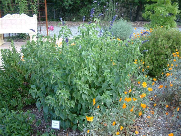 Plant photo of: Salvia azurea grandiflora