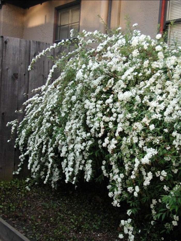 Plant photo of: Spiraea alba